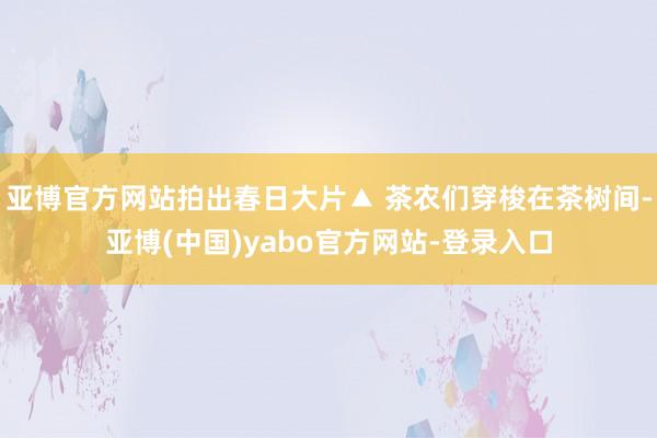 亚博官方网站拍出春日大片▲ 茶农们穿梭在茶树间-亚博(中国)yabo官方网站-登录入口